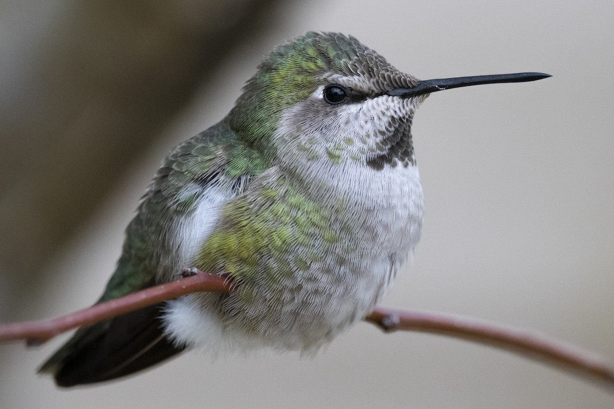 Anna's Hummingbird - ML303242531