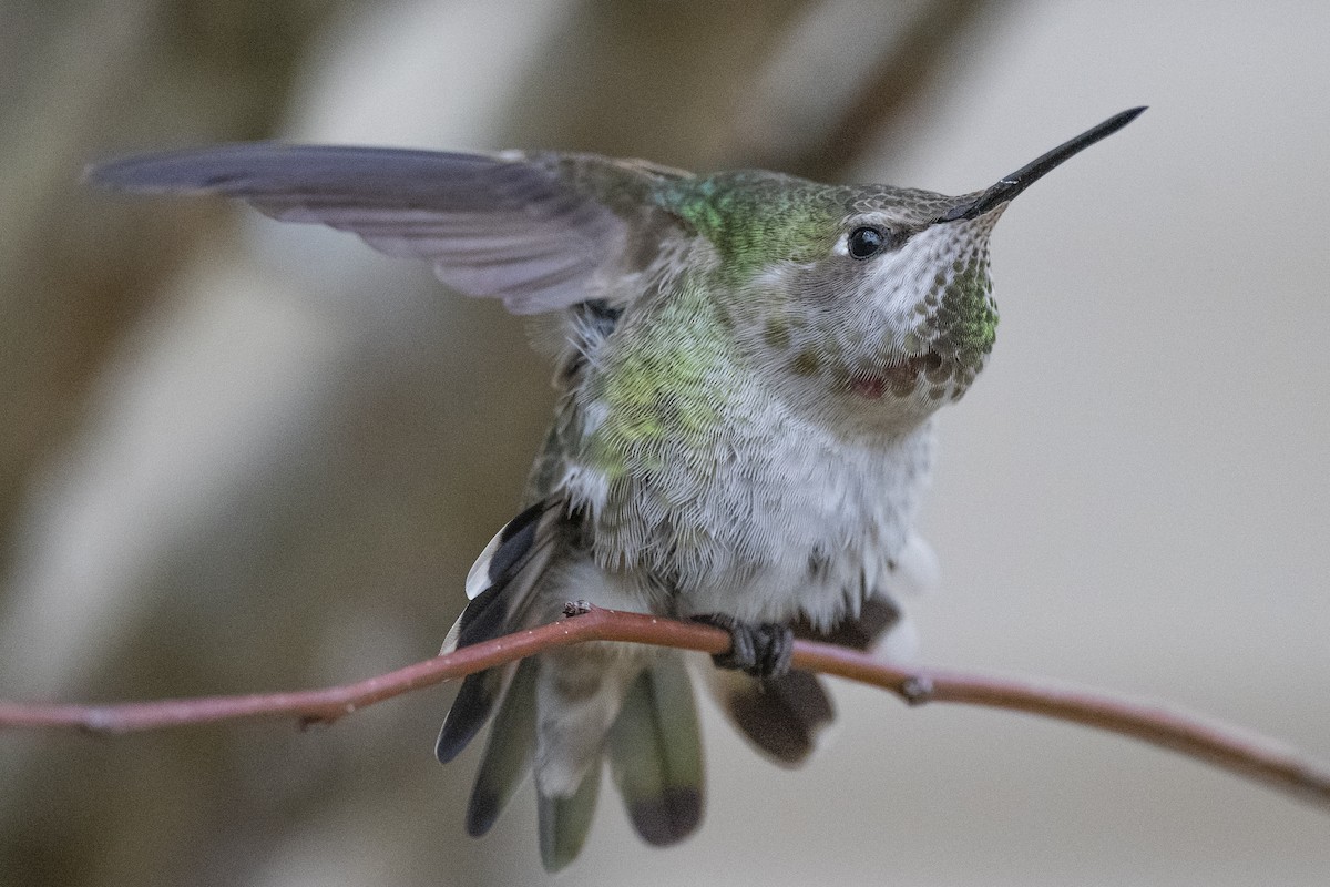 Anna's Hummingbird - Michael Linz