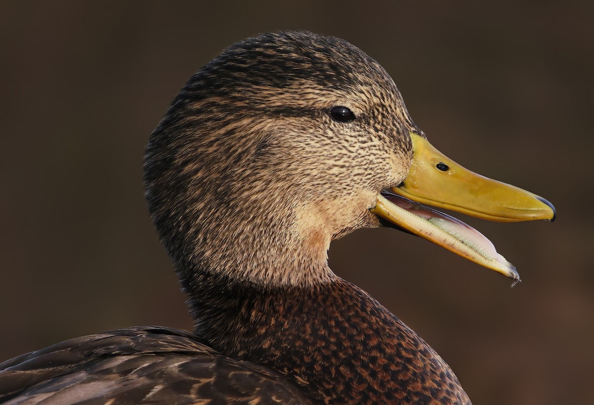 Mexican Duck - ML303245401