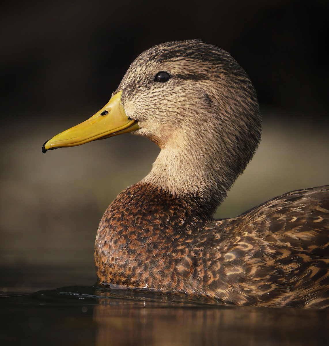 Mexican Duck - ML303245501