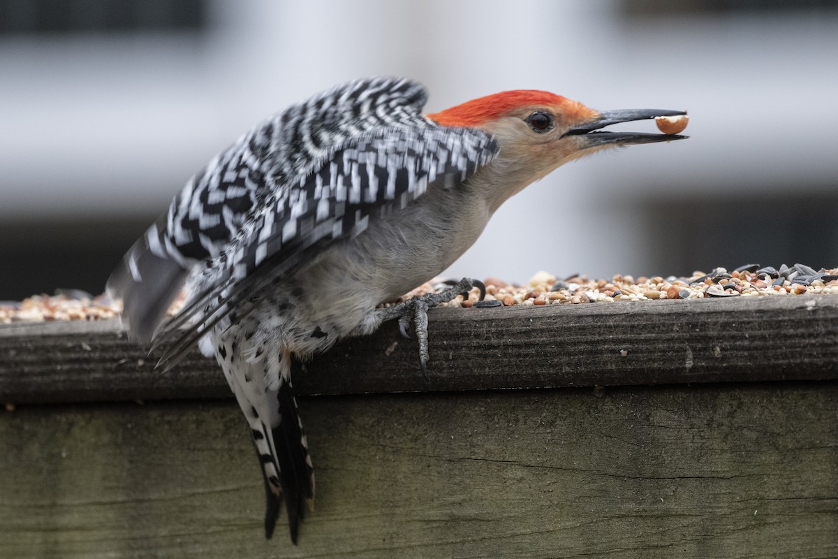 Red-bellied Woodpecker - ML303245551