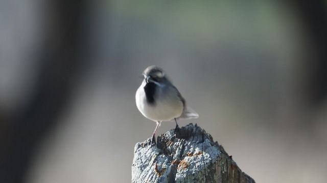 Black-throated Sparrow - ML303246191