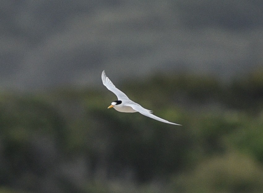 Australian Fairy Tern - ML303246861