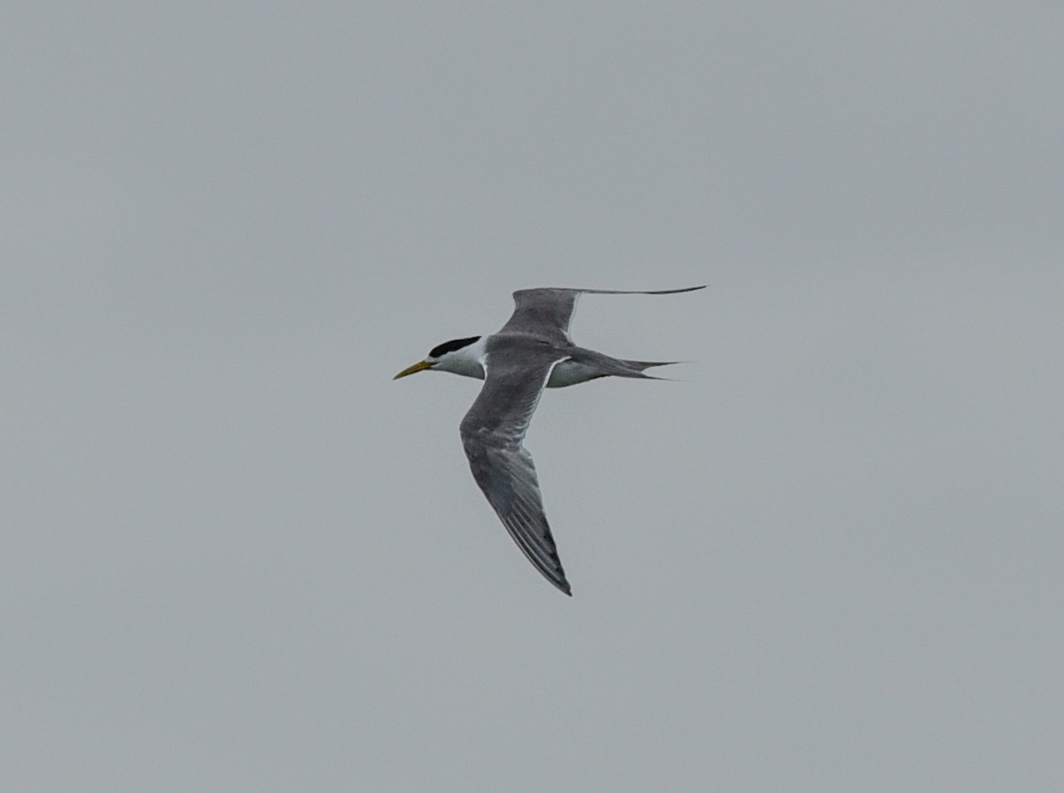 Great Crested Tern - ML303246951