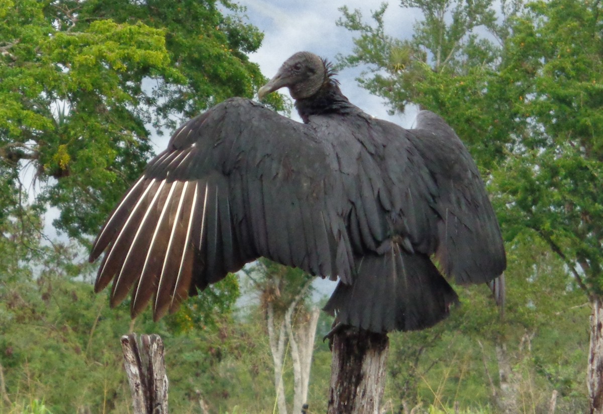 Black Vulture - Alejandro Sagone