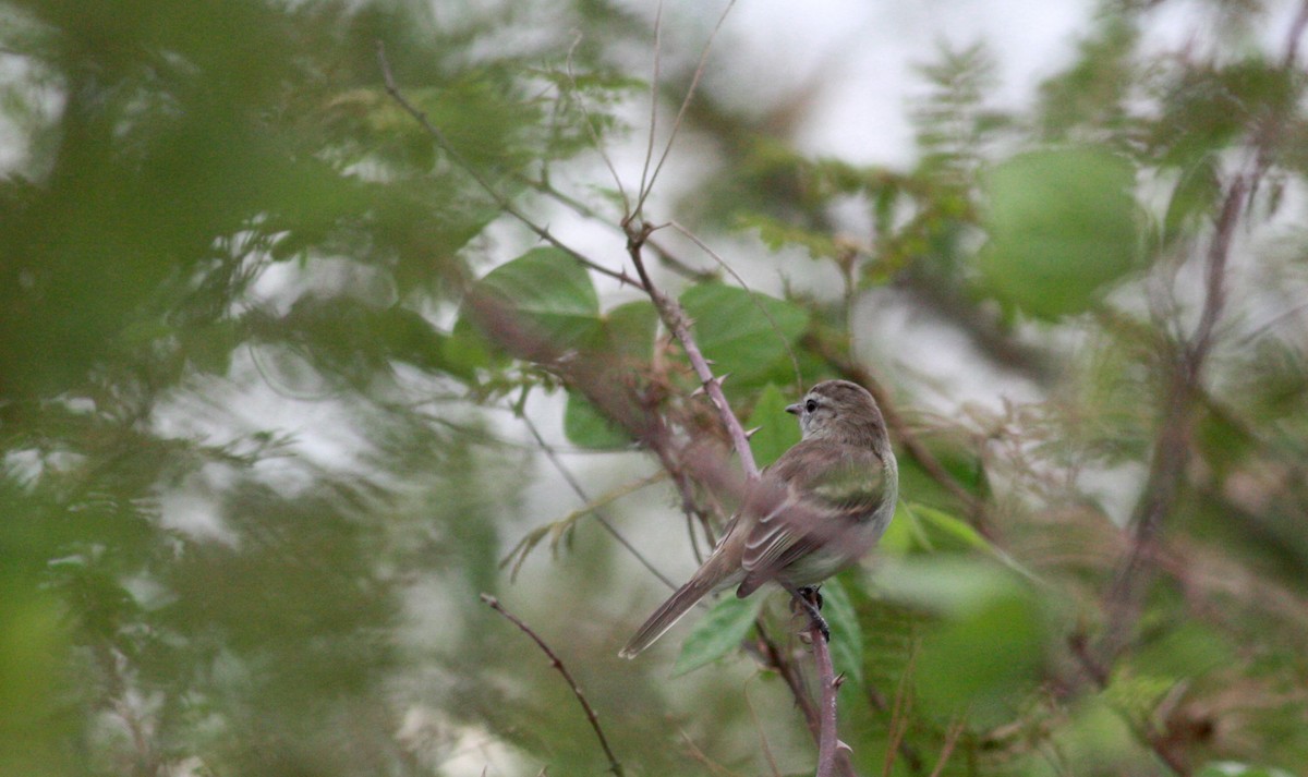 Northern Mouse-colored Tyrannulet - ML30324911