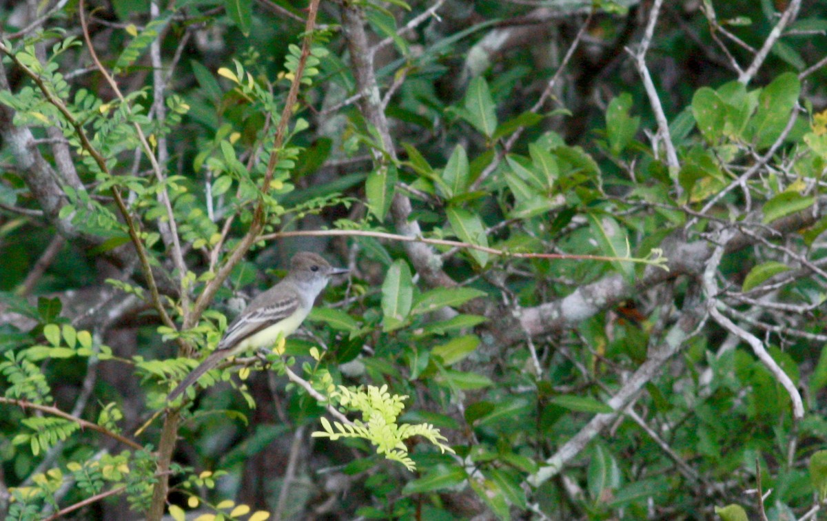 Brown-crested Flycatcher (South American) - ML30325091