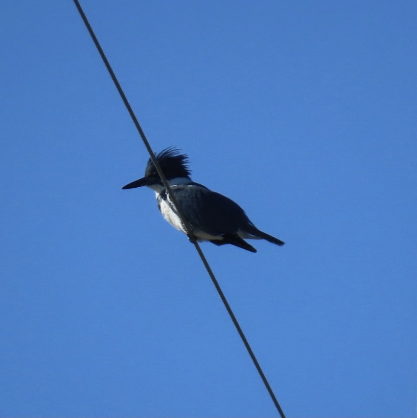 Belted Kingfisher - ML303251721