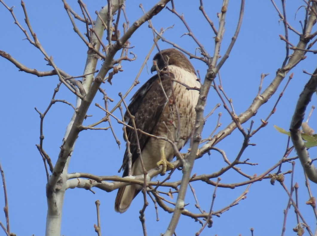Red-tailed Hawk - ML303252001