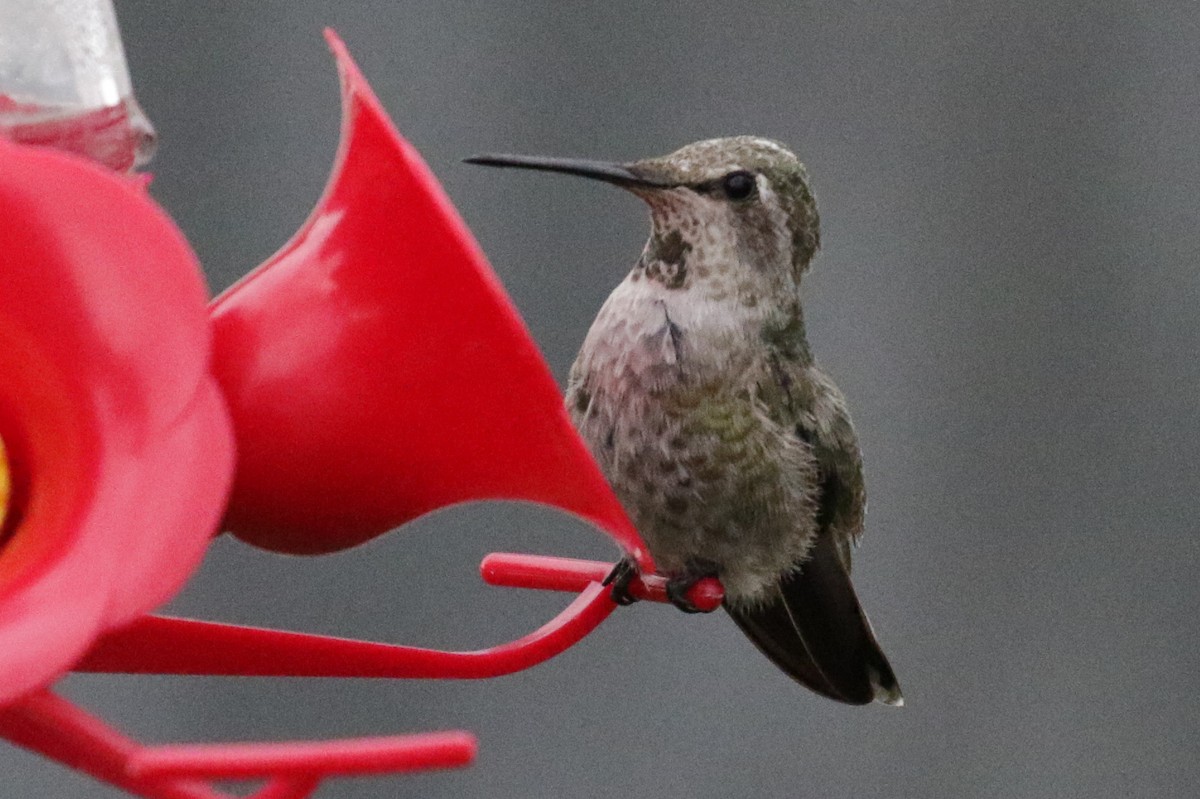 Anna's Hummingbird - ML303253451