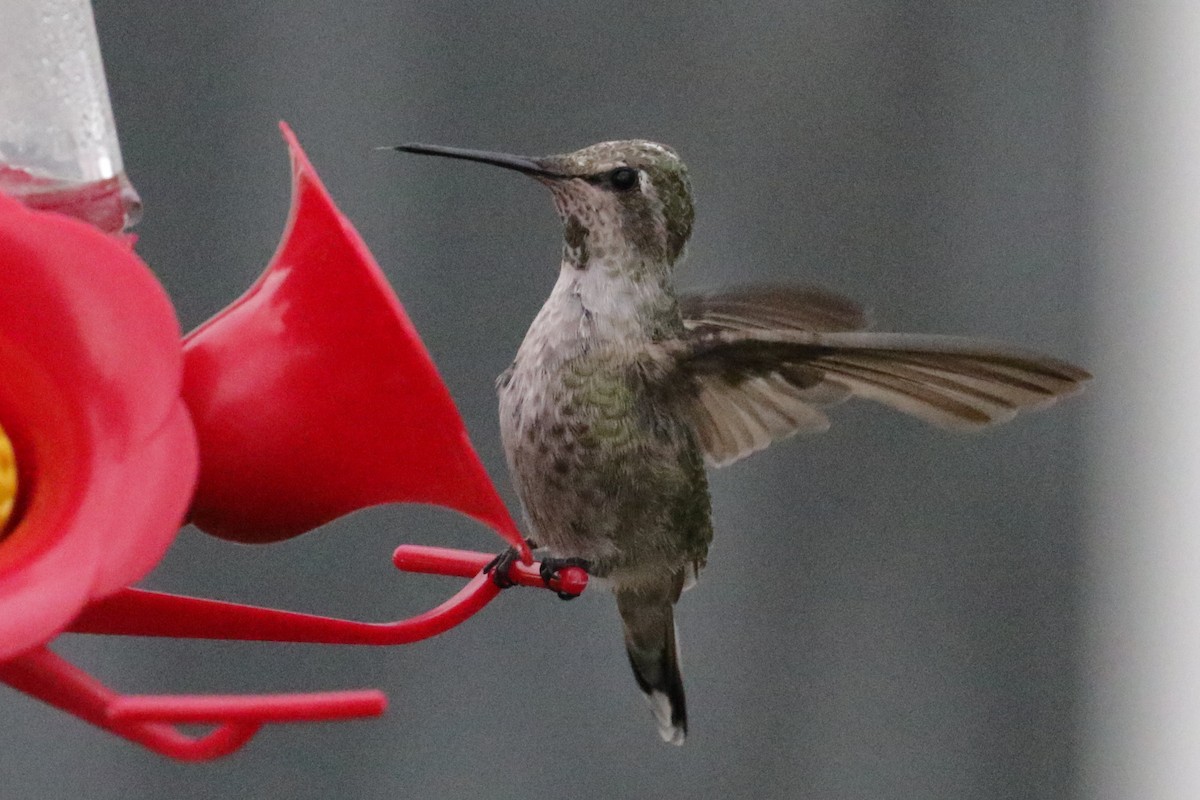 Anna's Hummingbird - Cameron Eckert