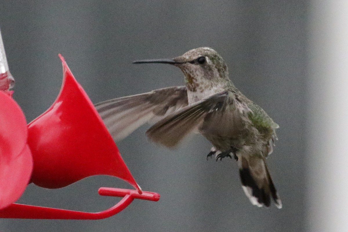 Anna's Hummingbird - ML303253471