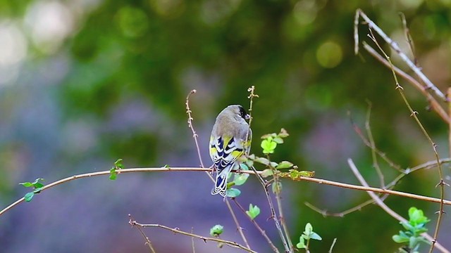 Lawrence's Goldfinch - ML303256171