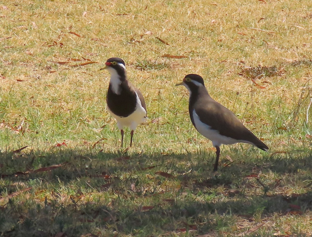 Banded Lapwing - ML303257481