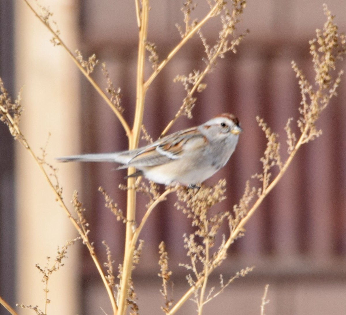 American Tree Sparrow - ML303258141