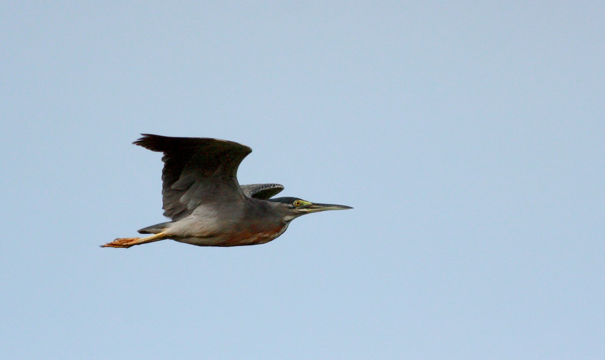 Striated Heron (South American) - ML30325961