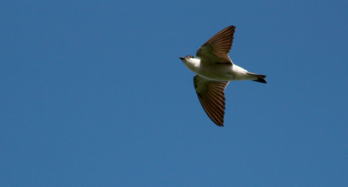 White-winged Swallow - ML30326281