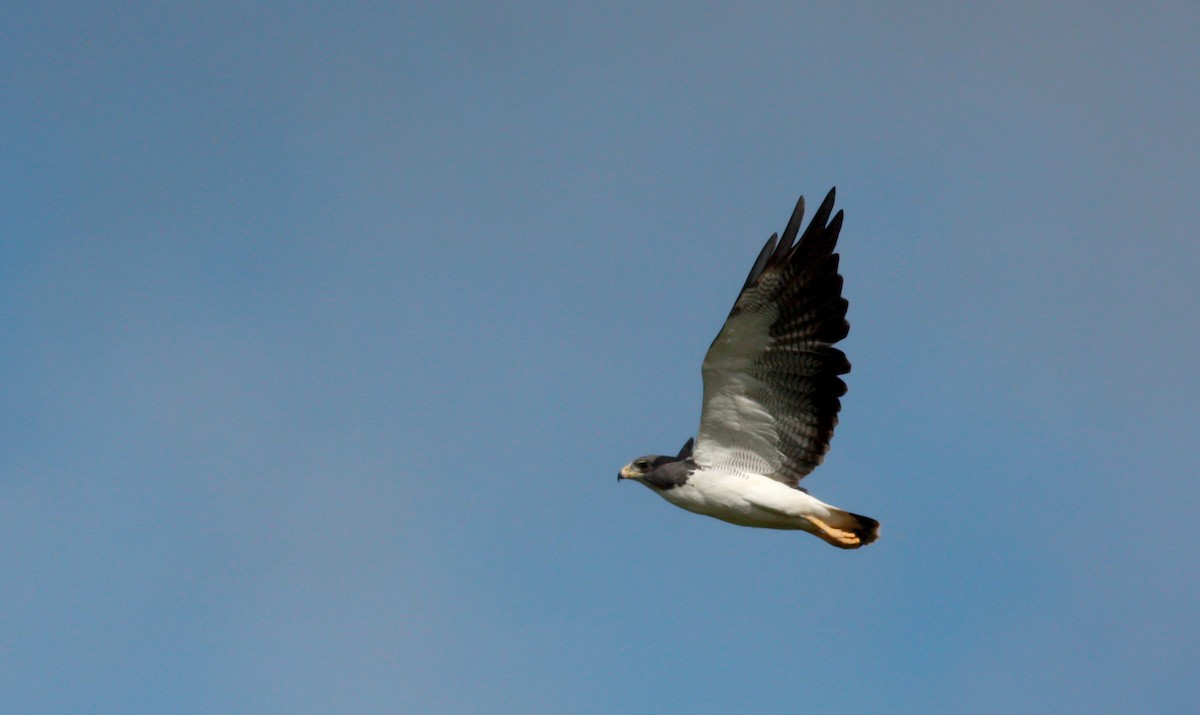White-tailed Hawk - Jay McGowan