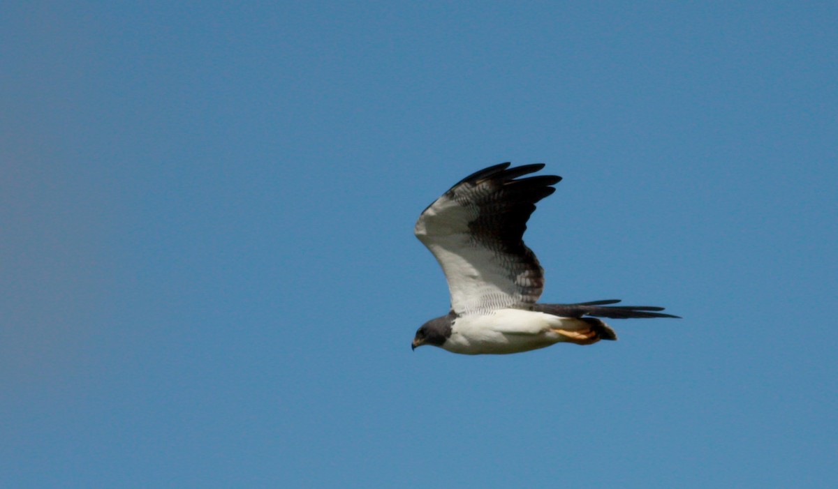 White-tailed Hawk - Jay McGowan