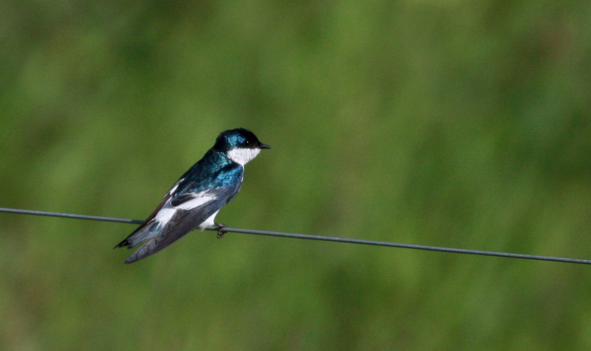 White-winged Swallow - ML30326471