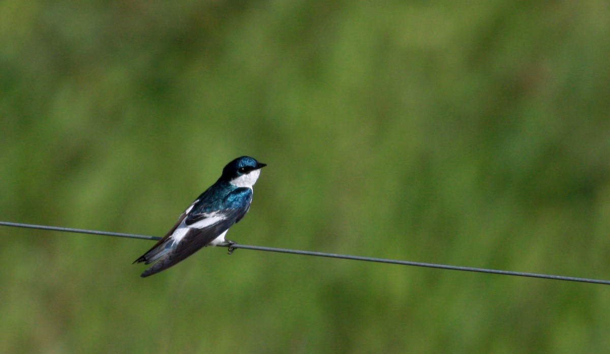 White-winged Swallow - ML30326481