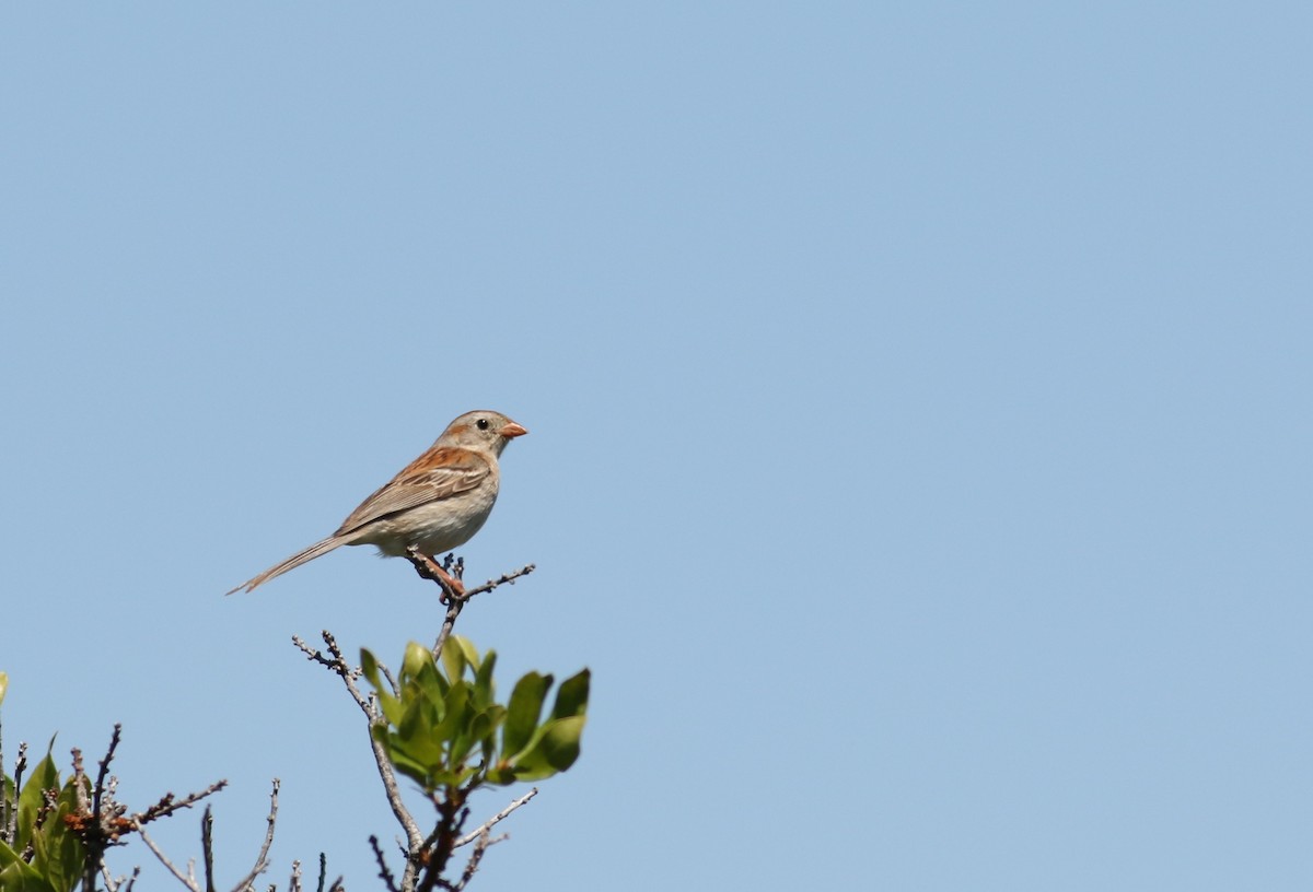Field Sparrow - ML30326981