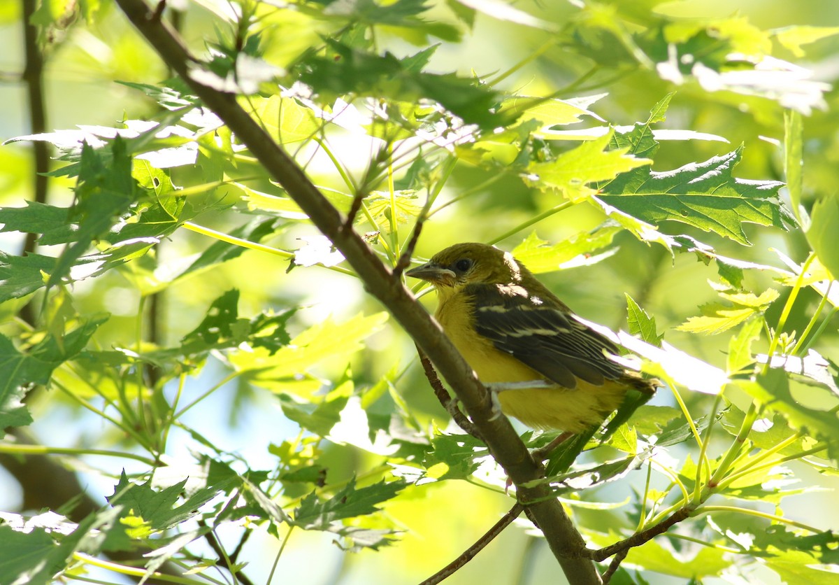 Orchard Oriole - ML30327001