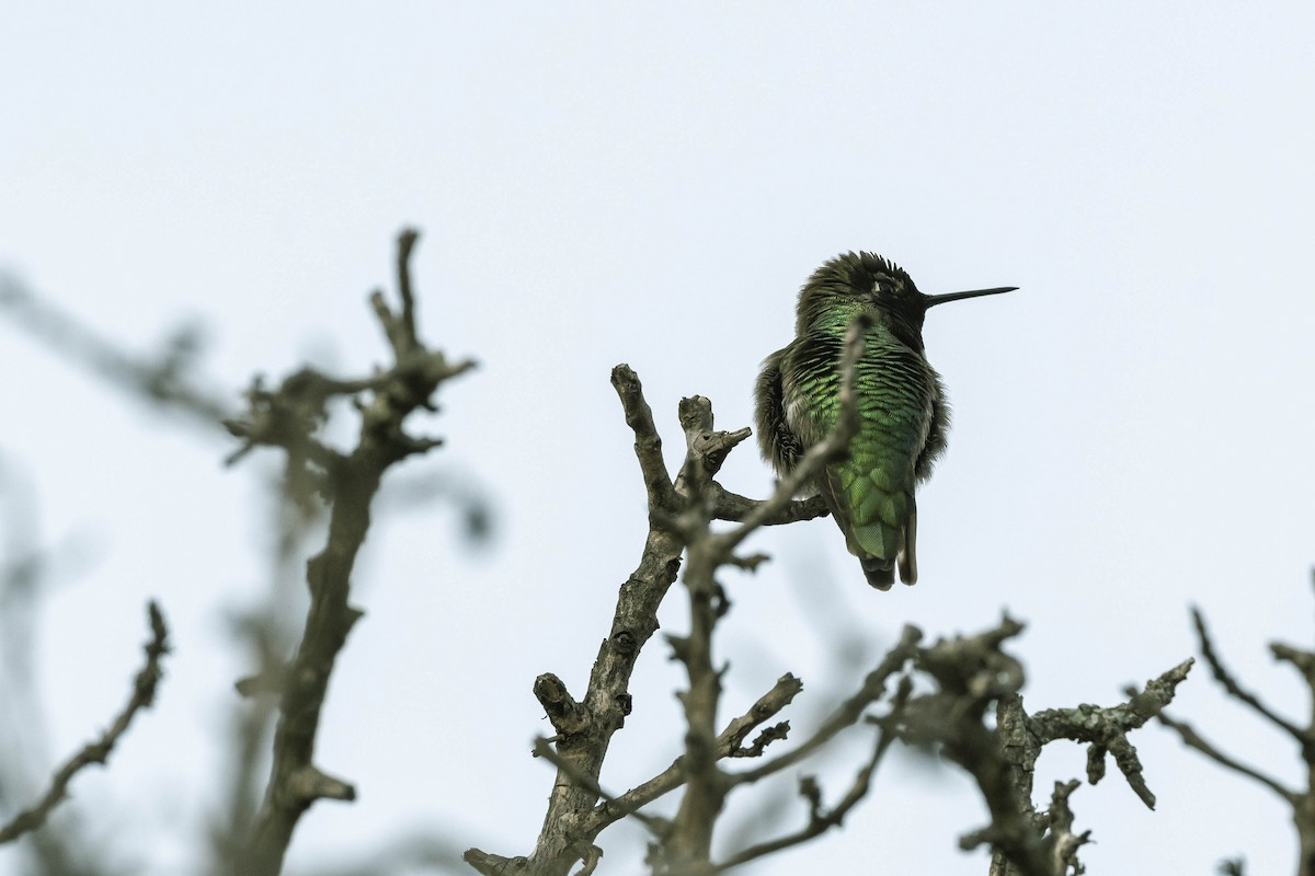 Anna's Hummingbird - ML303270181