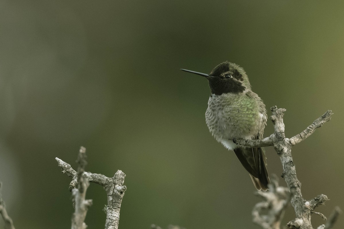Anna's Hummingbird - ML303270201