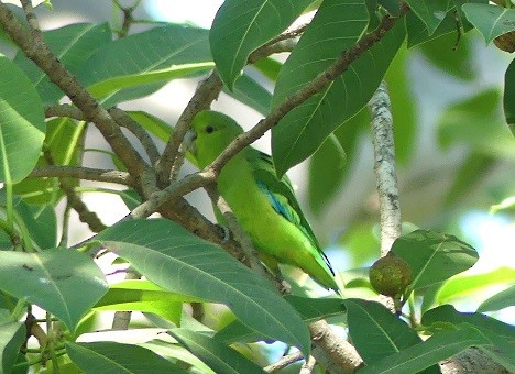 Mexican Parrotlet - ML303271301