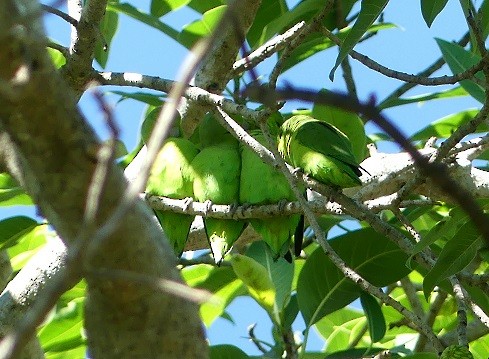Мексиканский воробьиный попугайчик - ML303271401