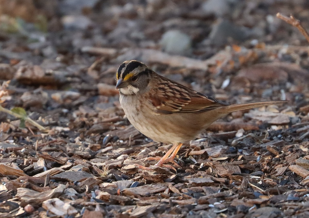 White-throated Sparrow - ML303272271