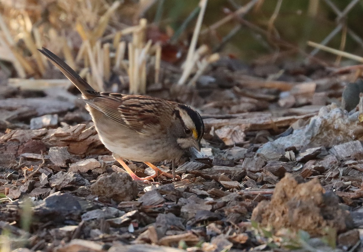 White-throated Sparrow - ML303272571