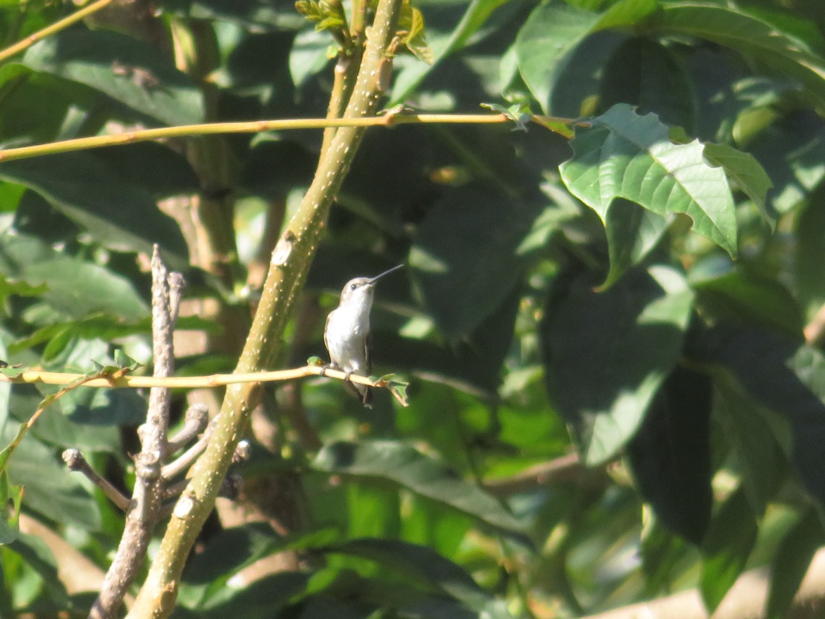 Black-chinned Hummingbird - Meg Fordyce