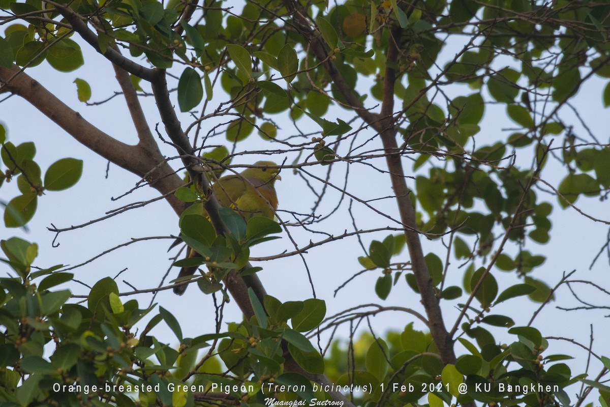 Orange-breasted Green-Pigeon - Muangpai Suetrong