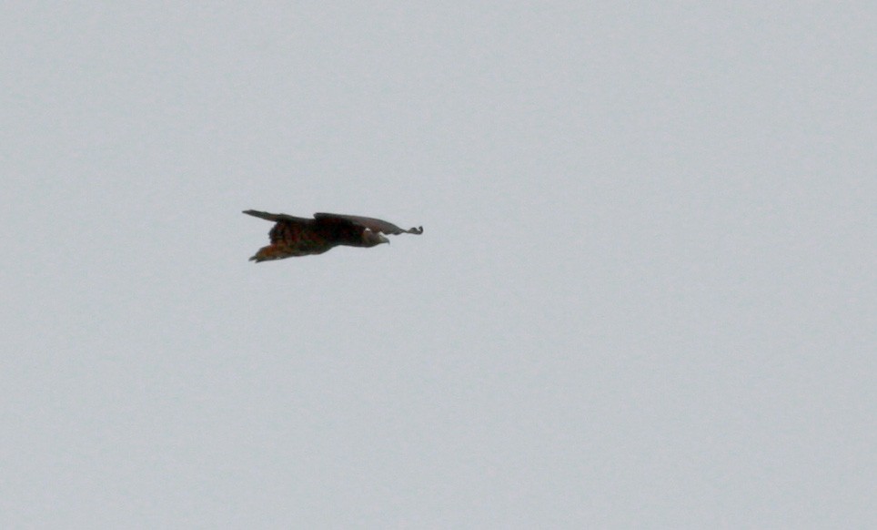 Hook-billed Kite (Hook-billed) - ML30328311