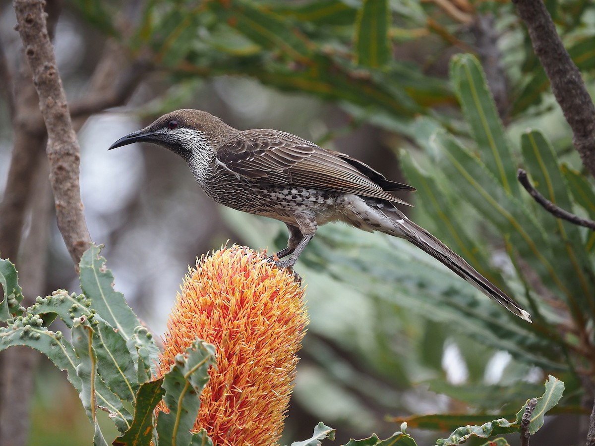 Western Wattlebird - Anthochaera lunulata - Birds of the World