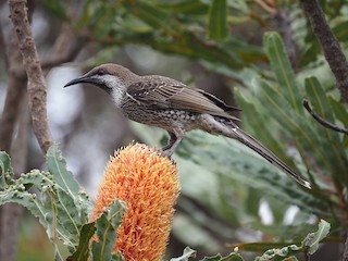  - Western Wattlebird