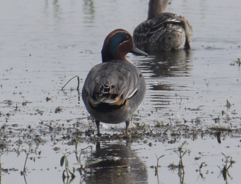 Green-winged Teal - ML303287961