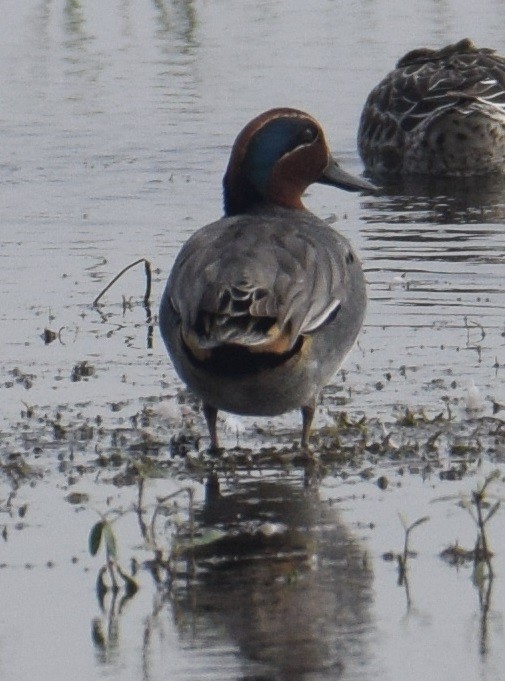 Green-winged Teal - ML303287971