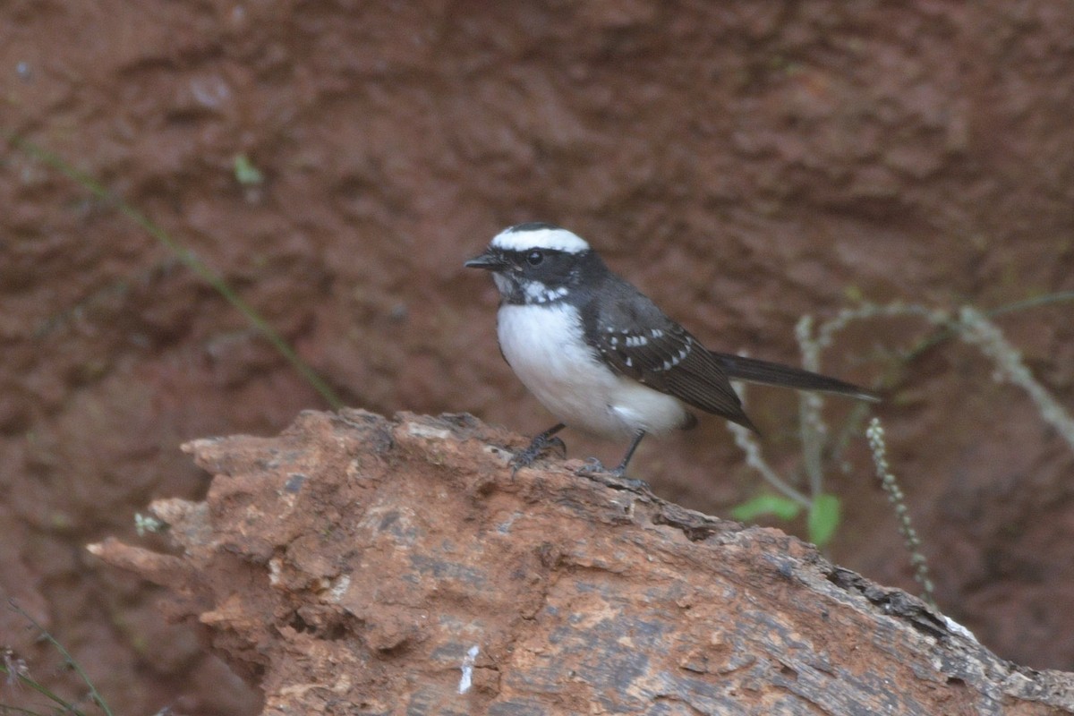 White-browed Fantail - ML303289271