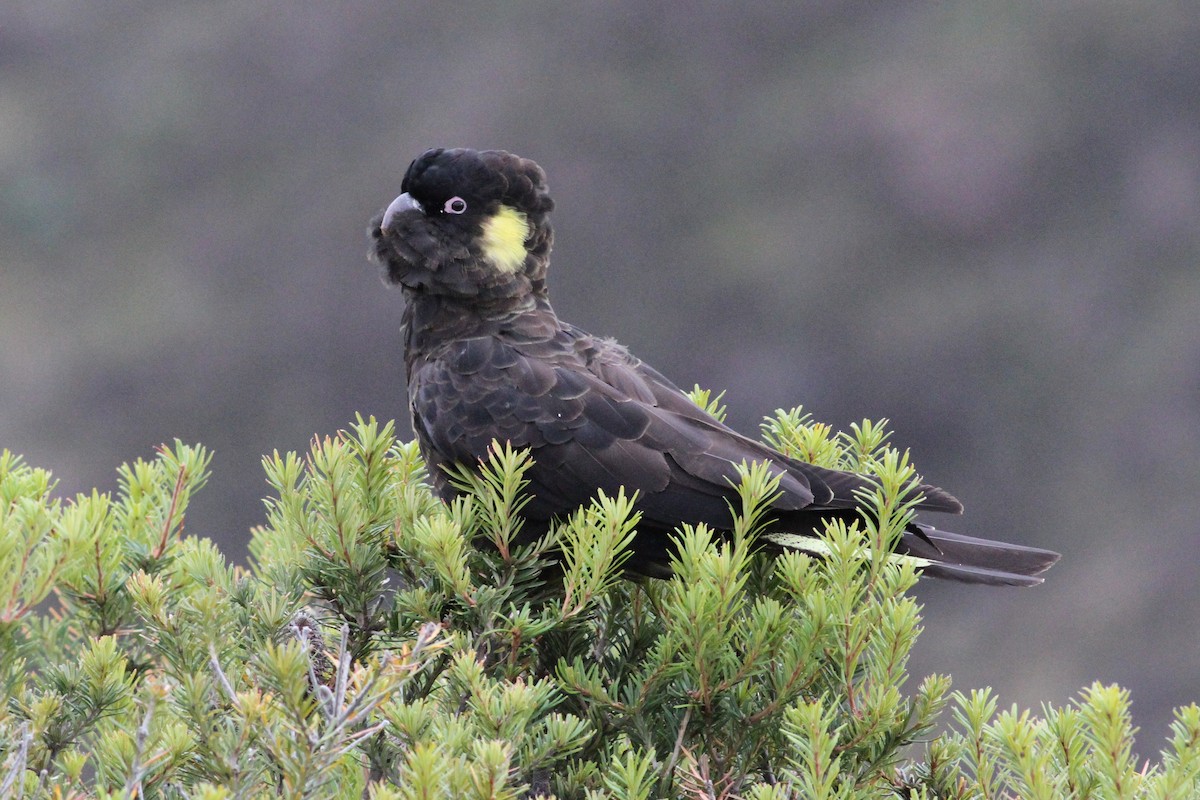 Yellow-tailed Black-Cockatoo - ML303298971