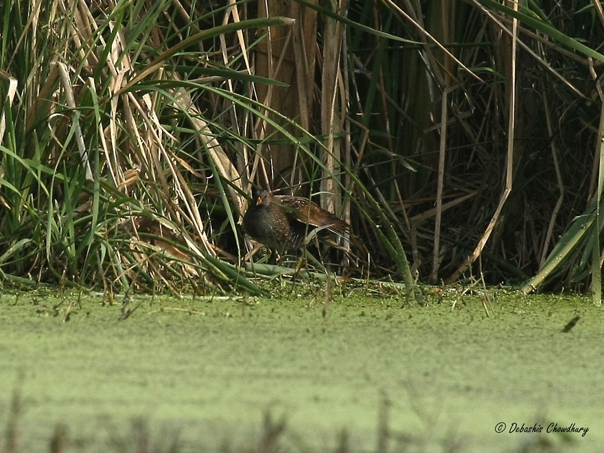 Spotted Crake - ML303300251