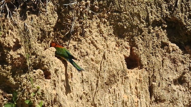 Chestnut-headed Bee-eater - ML303301011