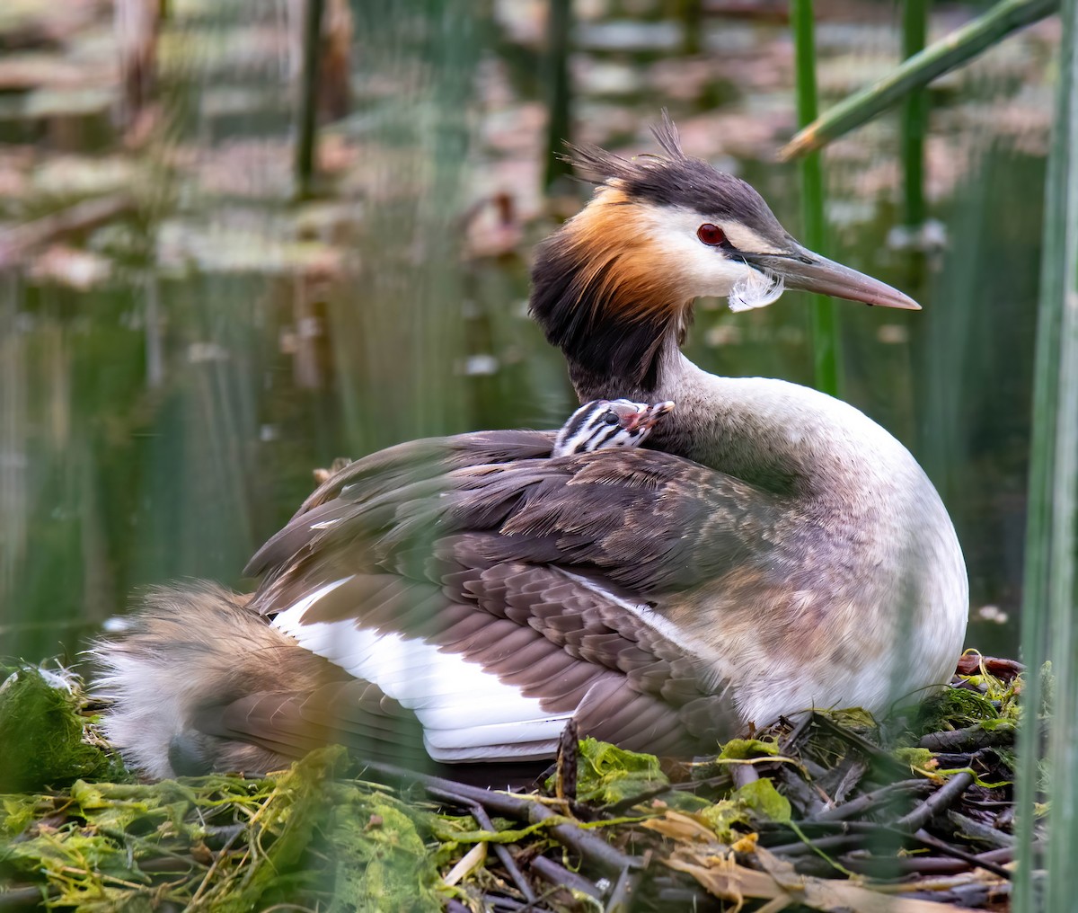 Great Crested Grebe - ML303302081