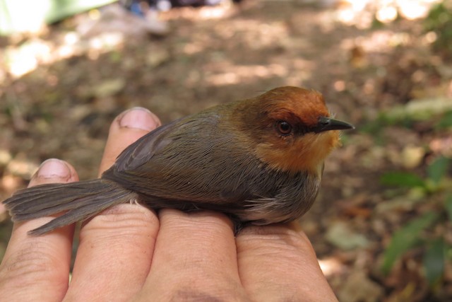 Probable Definitive Basic African Tailorbird (subspecies<em> metopias</em>). - African Tailorbird - 