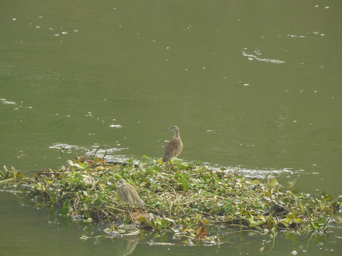 Indian Pond-Heron - Rama M V