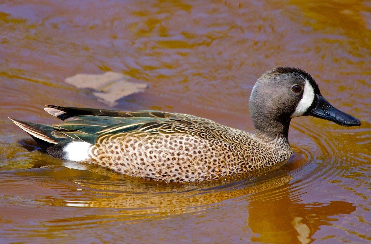 Blue-winged Teal - ML30330721