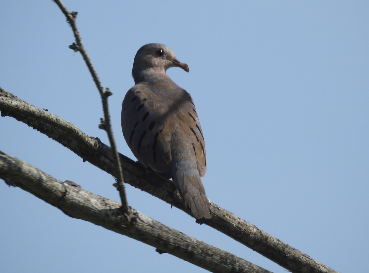 Ecuadorian Ground Dove - ML303315201