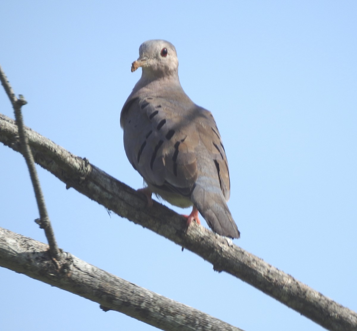 Ecuadorian Ground Dove - ML303315221